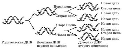 Репликация ДНК