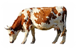 cow.jpg (3579Ã—2329)