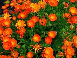 http://yan-dir.ru/wp-content/uploads/2017/01/Calendula2.jpg
