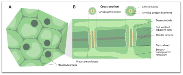 https://free-images.com/or/f898/plasmodesmata_en_svg.jpg