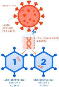 Как работает вакцина от коронавируса Спутник V