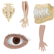 https://uploads-foxford-ru.ngcdn.ru/uploads/tinymce_file/file/174149/e9983656c12a11bc.png