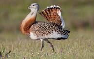 great bustard.jpg