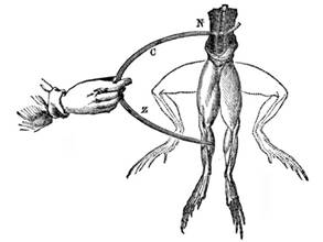 https://polit.ru/media/photolib/2015/12/05/Galvani-frogs-legs-electricity_1449371617.jpg