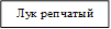 Лук репчатый