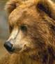 Описание: C:\Documents and Settings\Admin\Мои документы\Downloads\196216-2010-08-17-wapos_ru_16743g.jpg