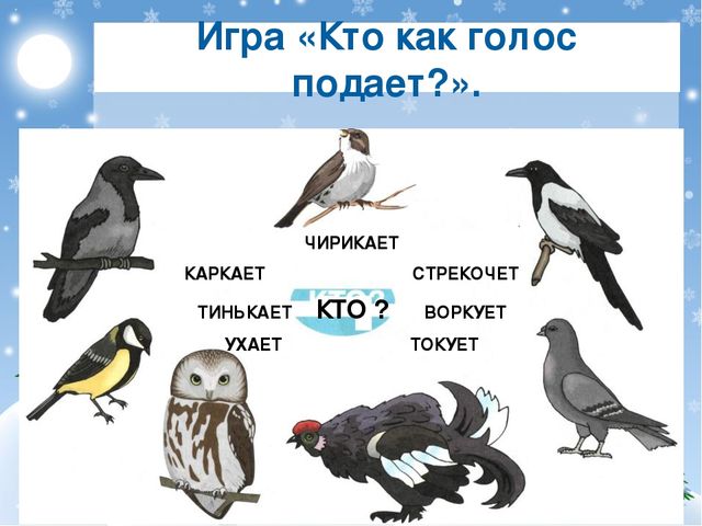 Игра «Кто как голос подает?». ЧИРИКАЕТ КАРКАЕТ СТРЕКОЧЕТ ТИНЬКАЕТ КТО ? ВОРКУ...