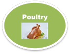 Poultry 