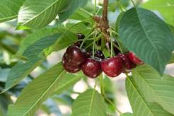 http://whatsgabycooking.com/wp-content/uploads/Cherries-on-Tree.jpg