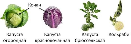 https://fsd.videouroki.net/products/conspekty/bio6/41-klass-dvudol-nyie-siemieistvo-kriestotsvietnyie.files/image003.jpg