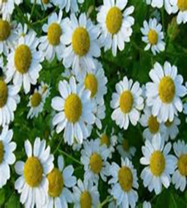 Изображение выглядит как растение, цветок, лепесток, Сереброцветник кустарниковый

Автоматически созданное описание