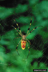  [1] Золотой паук-кругопряд Nephila clavipes.