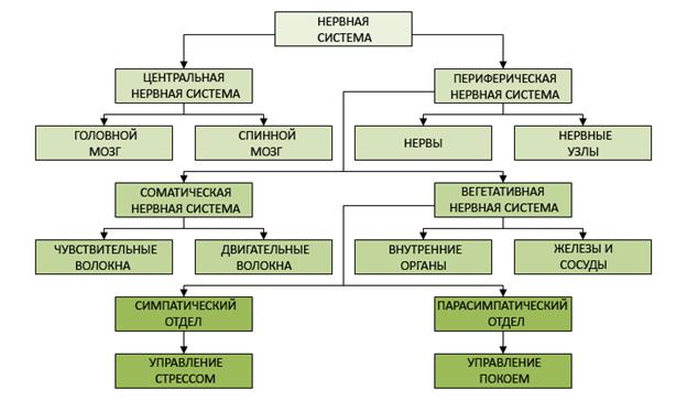 отделы нервной системы человека