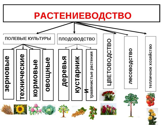 Схема отрасли растениеводства