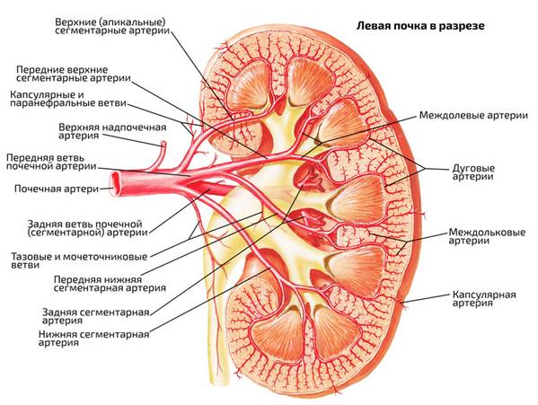 Почечная артерия на рисунке