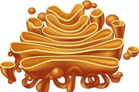 Лекция ««Аппарат Гольджи и др. органеллы»» в Москве | A-a-ah.ru