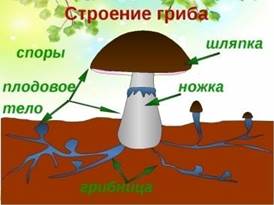 Картинки по запросу картинка строение гриба