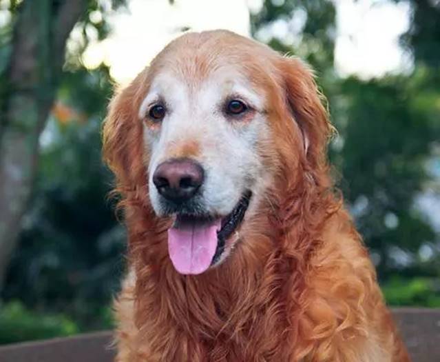 sobaka6_zippylife.ru