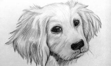 Картинки по запросу собака рисунок карандашом