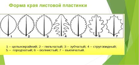 края листовой пластинки