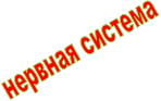 нервная система
