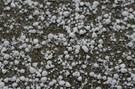 http://laoblogger.com/images/grauple-snowflake-clipart-5.jpg