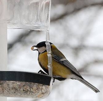 Как сделать кормушку для птиц из пластиковой бутылки