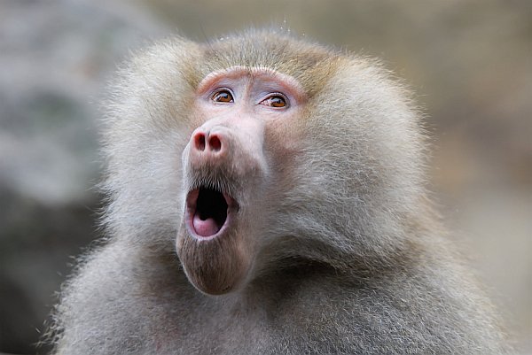 Gay Baboon Attacks South African Village, Rapes 5 Men