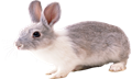 Описание: http://clipart-db.ru/file_content/rastr/rastr_animal_026.png