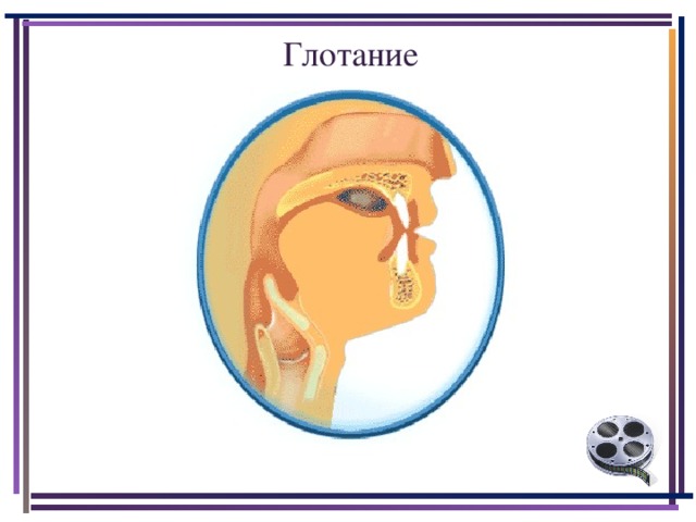 Глотание