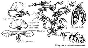 Схема цветка гороха. Семейство бобовые горох посевной. Строение плода гороха посевного. Горох посевной схема цветка. Строение цветков семейства бобовые