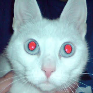 https://www.sites.google.com/site/inftech11/_/rsrc/1378154009914/home/labrab/lr2/Manx_Beatrice_white_coat_blue_eyes.jpg?height=320&width=320