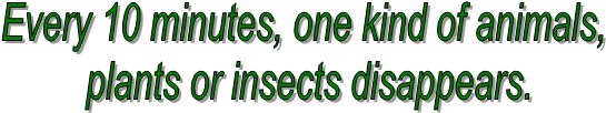 Every 10 minutes, one kind of animals,
 plants or insects disappears.
