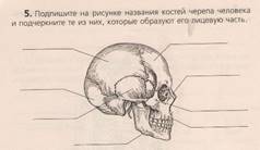 Рисунок черепа биология