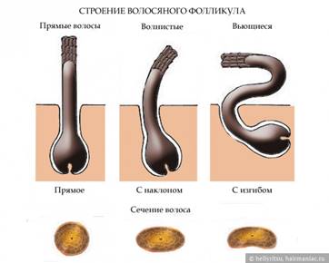 Фото: Строение волосяного фолликула