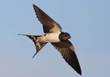 swallow-photos1