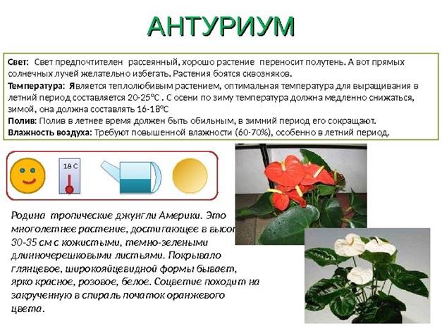 https://present5.com/presentforday2/20161123/komnatnie_rasteniya_sad.ppt_images/komnatnie_rasteniya_sad.ppt_29.jpg