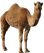 Картинки по запросу camel