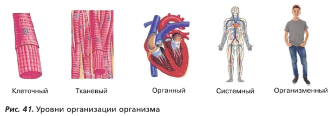 Рис. 41. Уровни организации организма