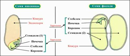 http://krapivada.ru/img/stroenie-semyan-dvudolnyh-rastenij_0.jpg