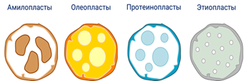 https://fsd.videouroki.net/products/conspekty/bio10/17-mitohondrii-plastidy-organoidy-dvizheniya.files/image009.png