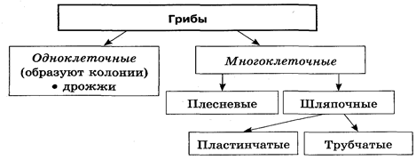 https://i0.wp.com/topuch.ru/4-mnogoobrazie-organizmov-znachenie-rabot-k-linneya-i-j-b-lama/2051_html_78dbce21.png