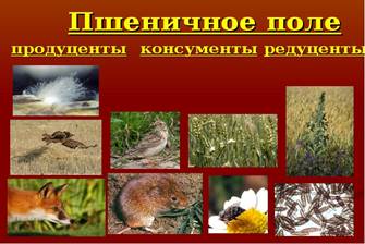 http://mypresentation.ru/documents/37314de44a270c86d71dbb8813494160/img4.jpg