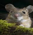 http://www.zastavki.com/pictures/600x1024/2011/Animals___Rodents_Whiskered_mouse_033105_28.jpg