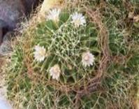 dolichothele camptotricha