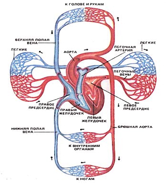 Кровеносная система человека венозная и артериальная кровь. Артериальная и венозная система кровоснабжения. Система кровообращения человека схема. Круги кровообращения схема.