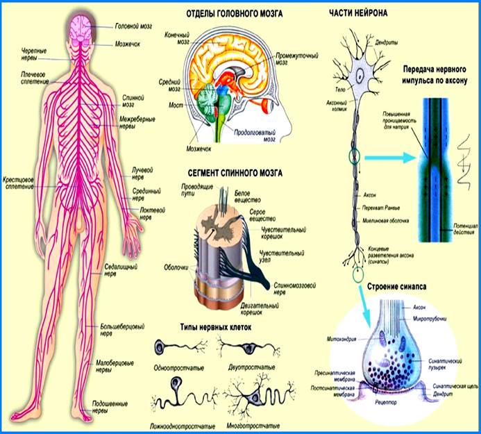 Нервная система Основные принципы. Нервные волокна