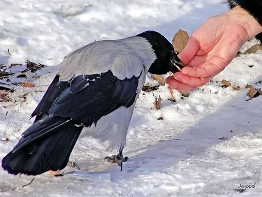Сороки что можно и нельзя делать. Зимующие птицы серая ворона. Серая ворона питается. Ворона зимой. Вороны и сороки зимой.