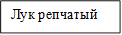 Лук репчатый