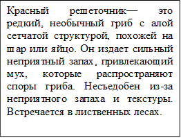 Красный решеточник— это редкий, необычный гриб с алой сетчатой структурой, похожей на шар или яйцо. Он издает сильный неприятный запах, привлекающий мух, которые распространяют споры гриба. Несъедобен из-за неприятного запаха и текстуры. Встречается в лиственных лесах.